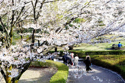八王子キャンパスの桜